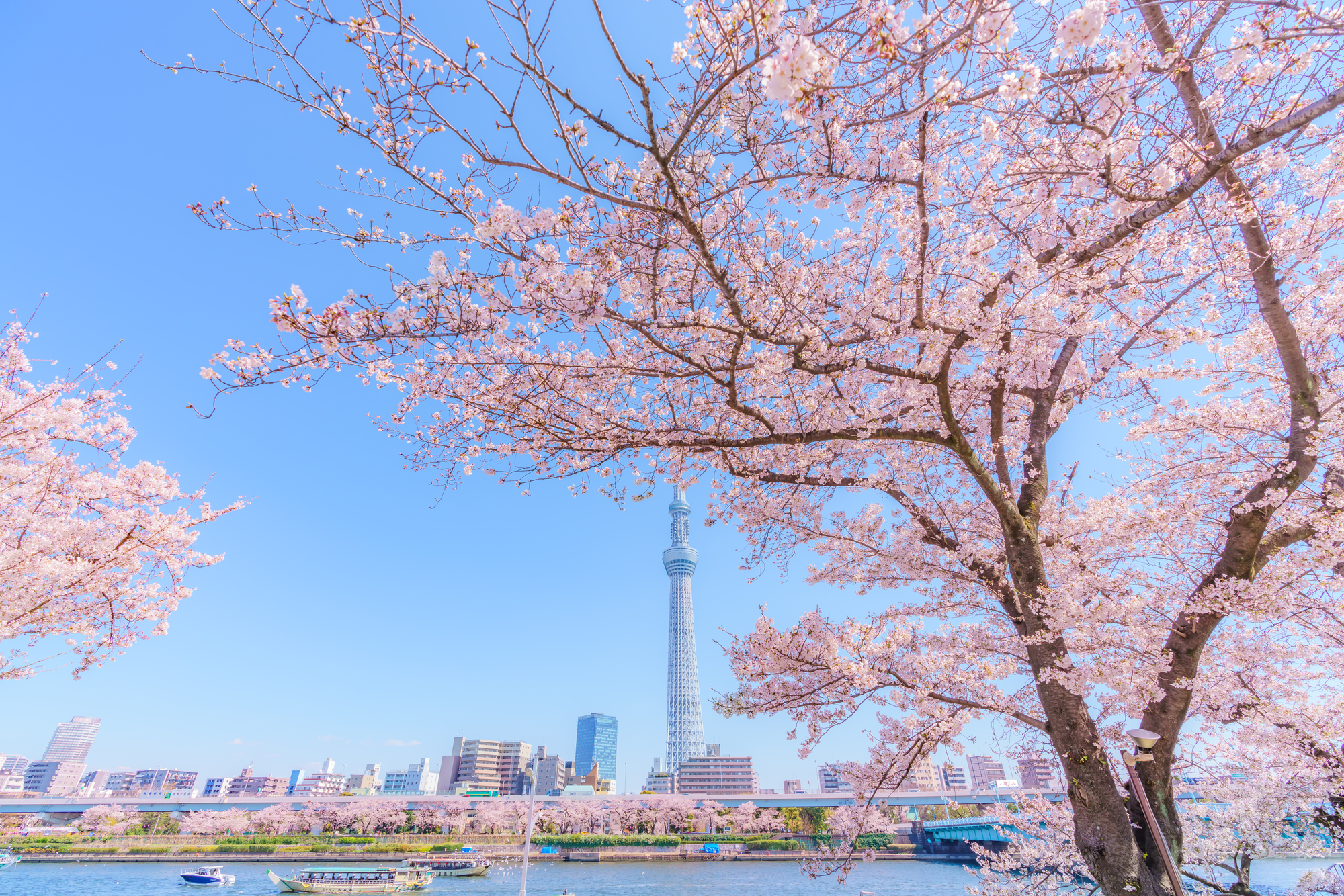 東京スカイツリーと桜