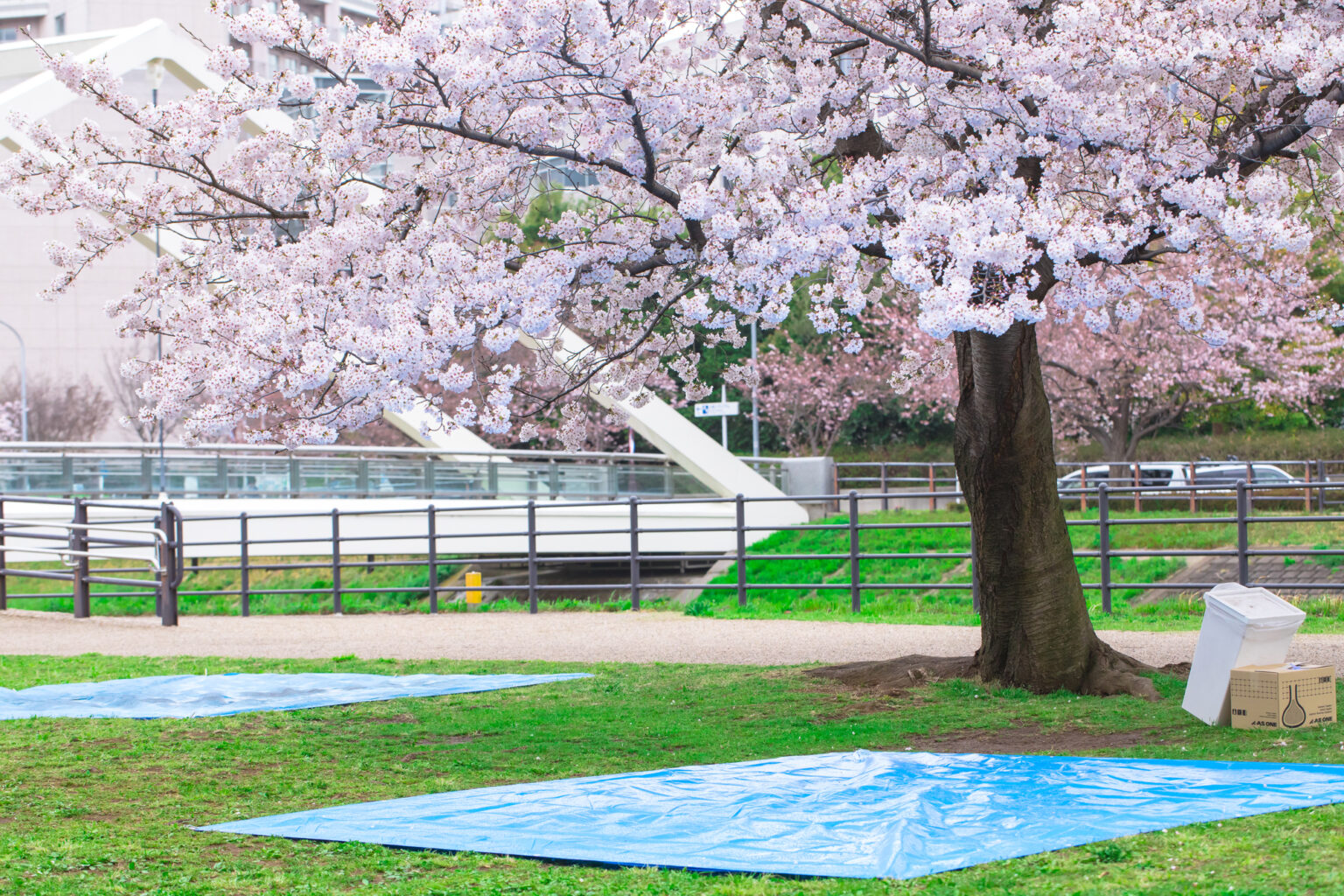 花見場所取りのためのブルーシート