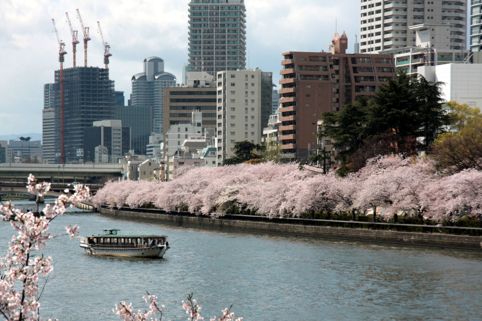 満開の桜と船