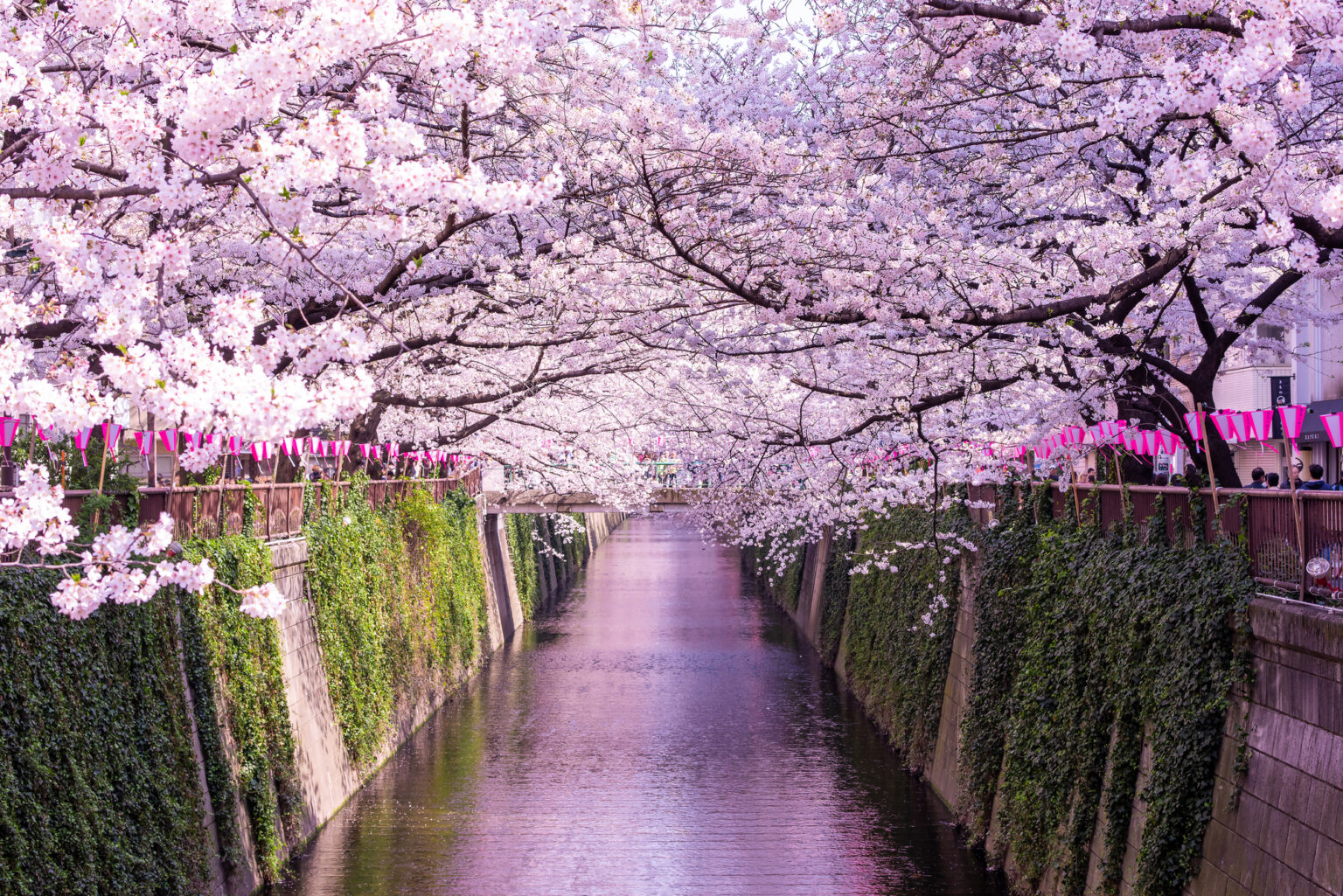 満開の桜と目黒川