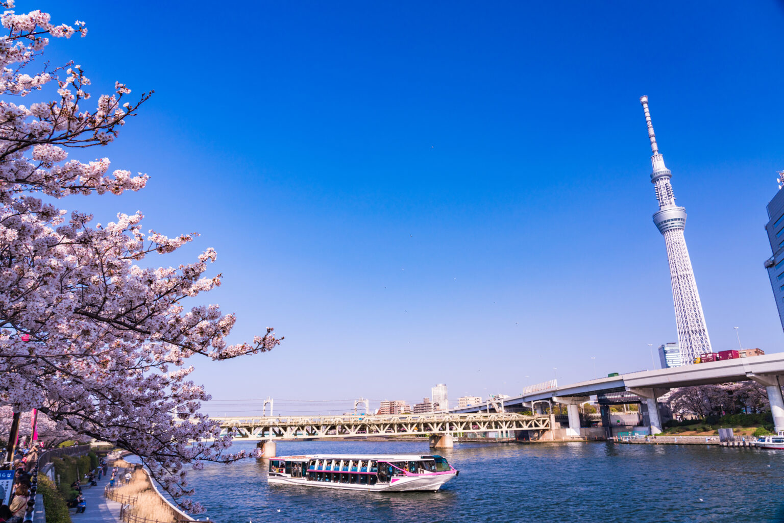 桜の時期の東京スカイツリーと船