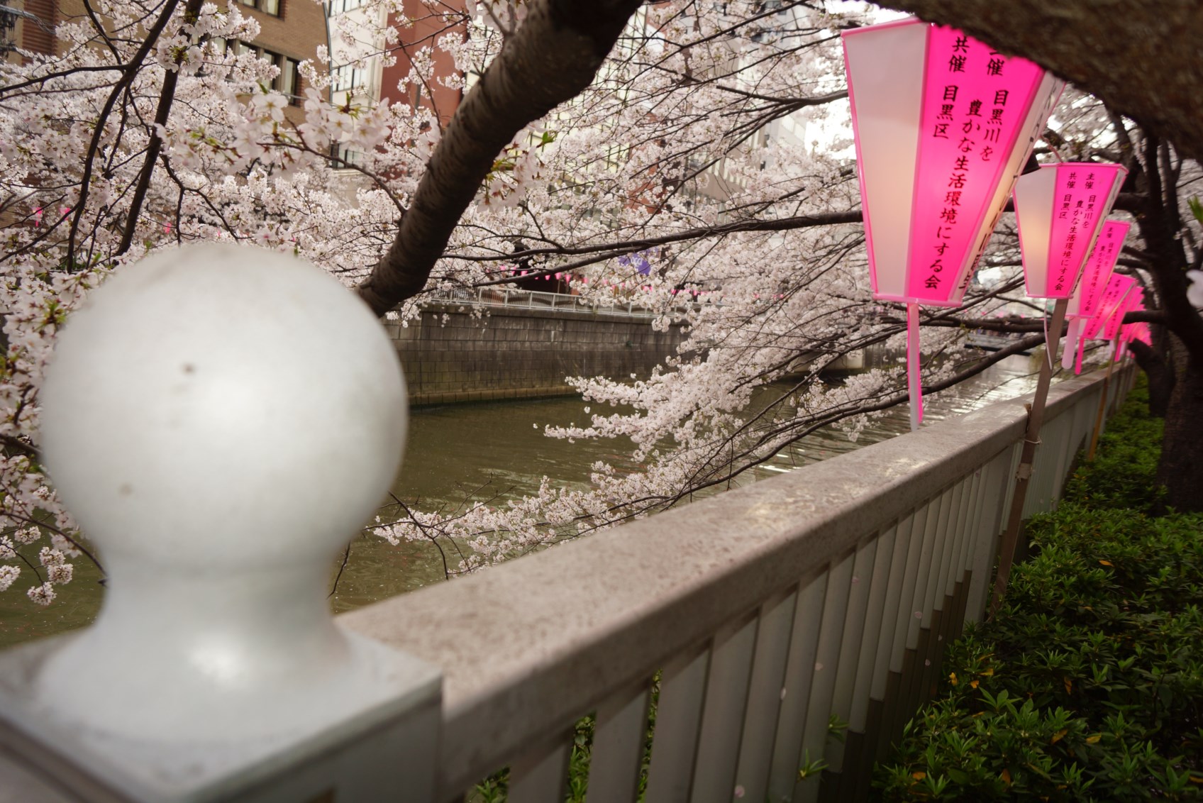 目黒川の桜