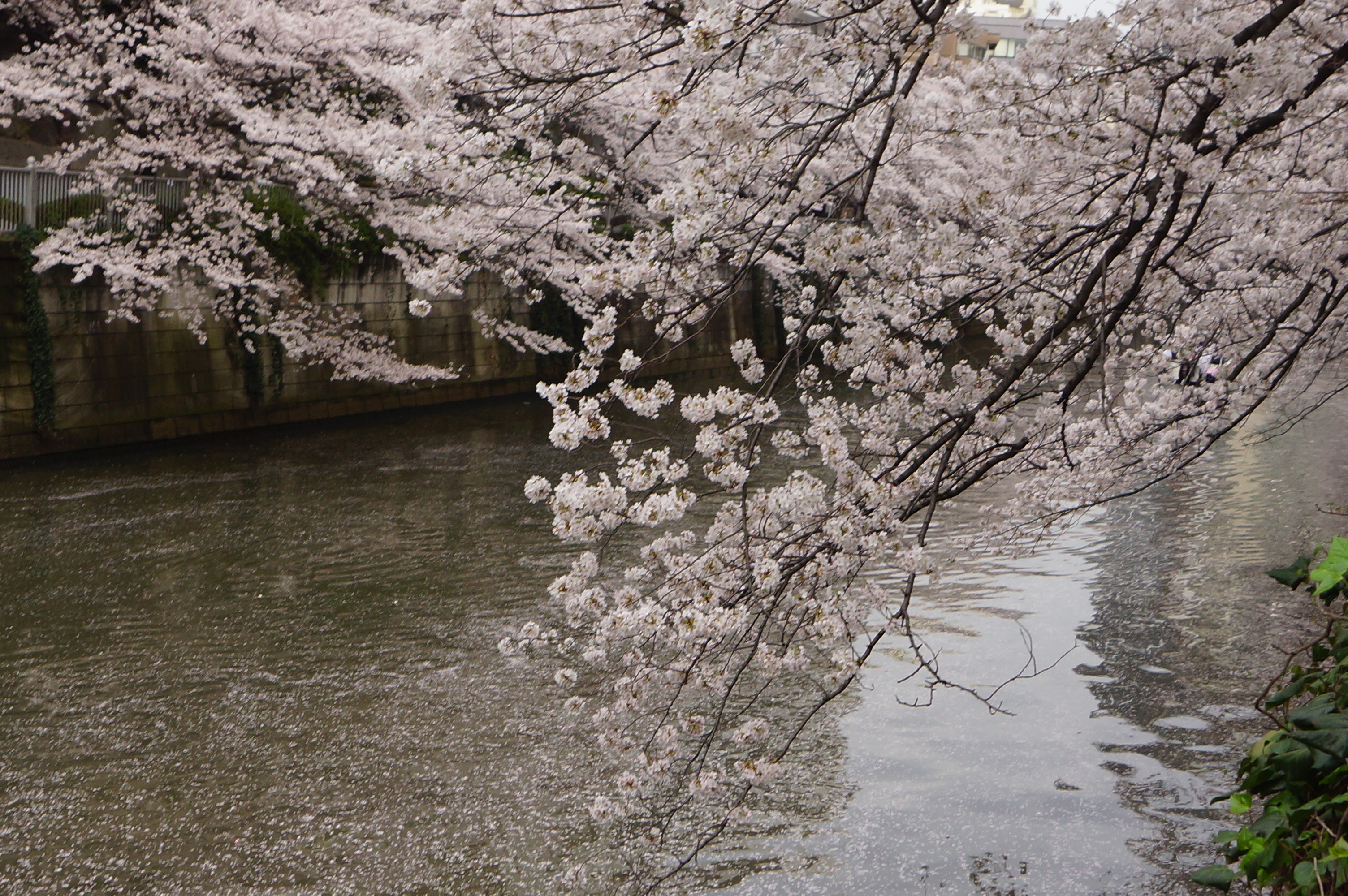 目黒川と桜