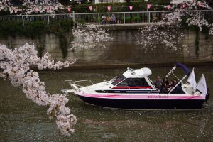 目黒川を周遊するクルーザーと桜