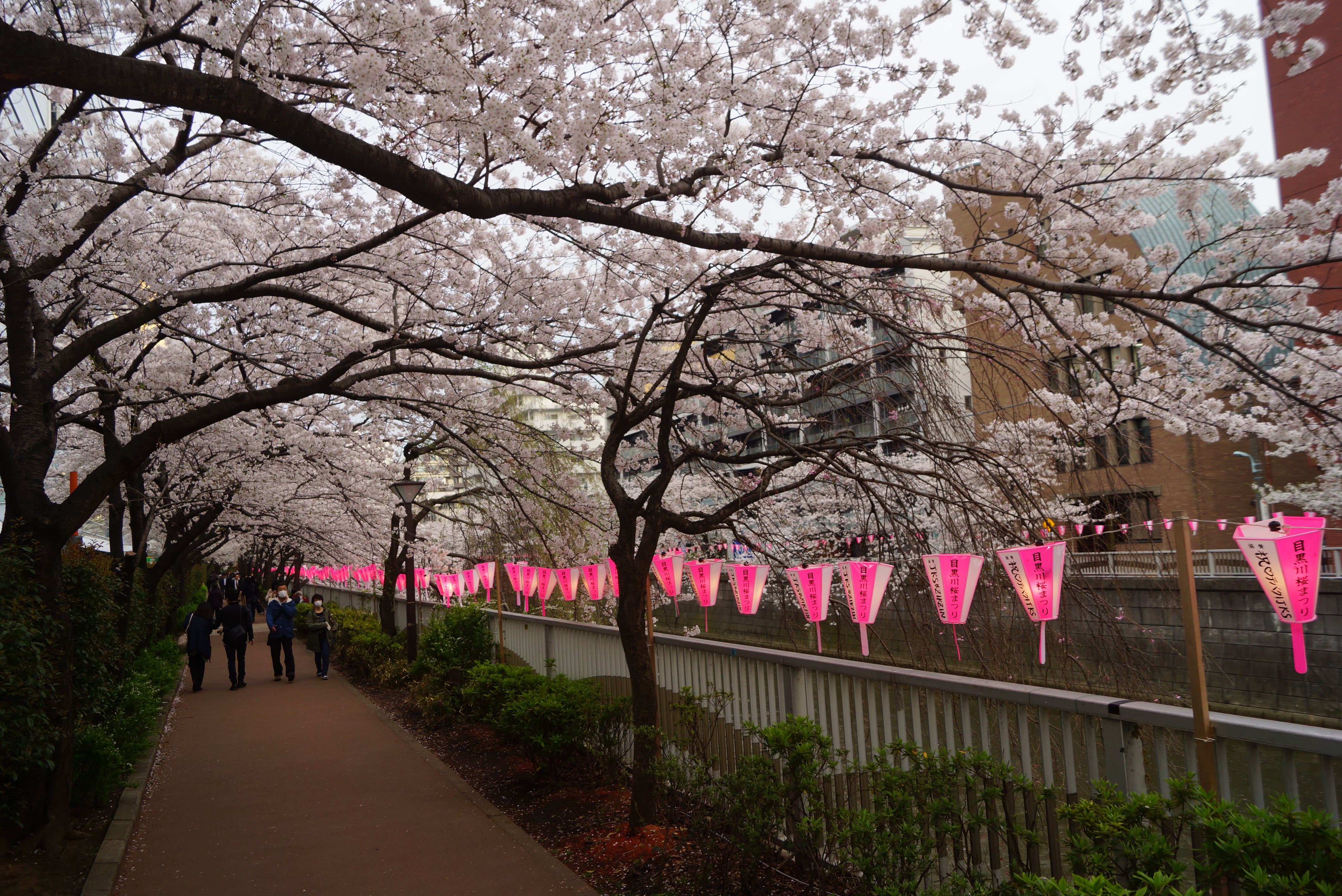 目黒川沿いの桜