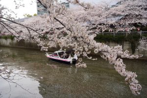 隅田川を周遊しているクルーザーと桜