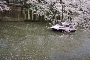 桜が舞うなか、クルーザーで川を進んでいる様子