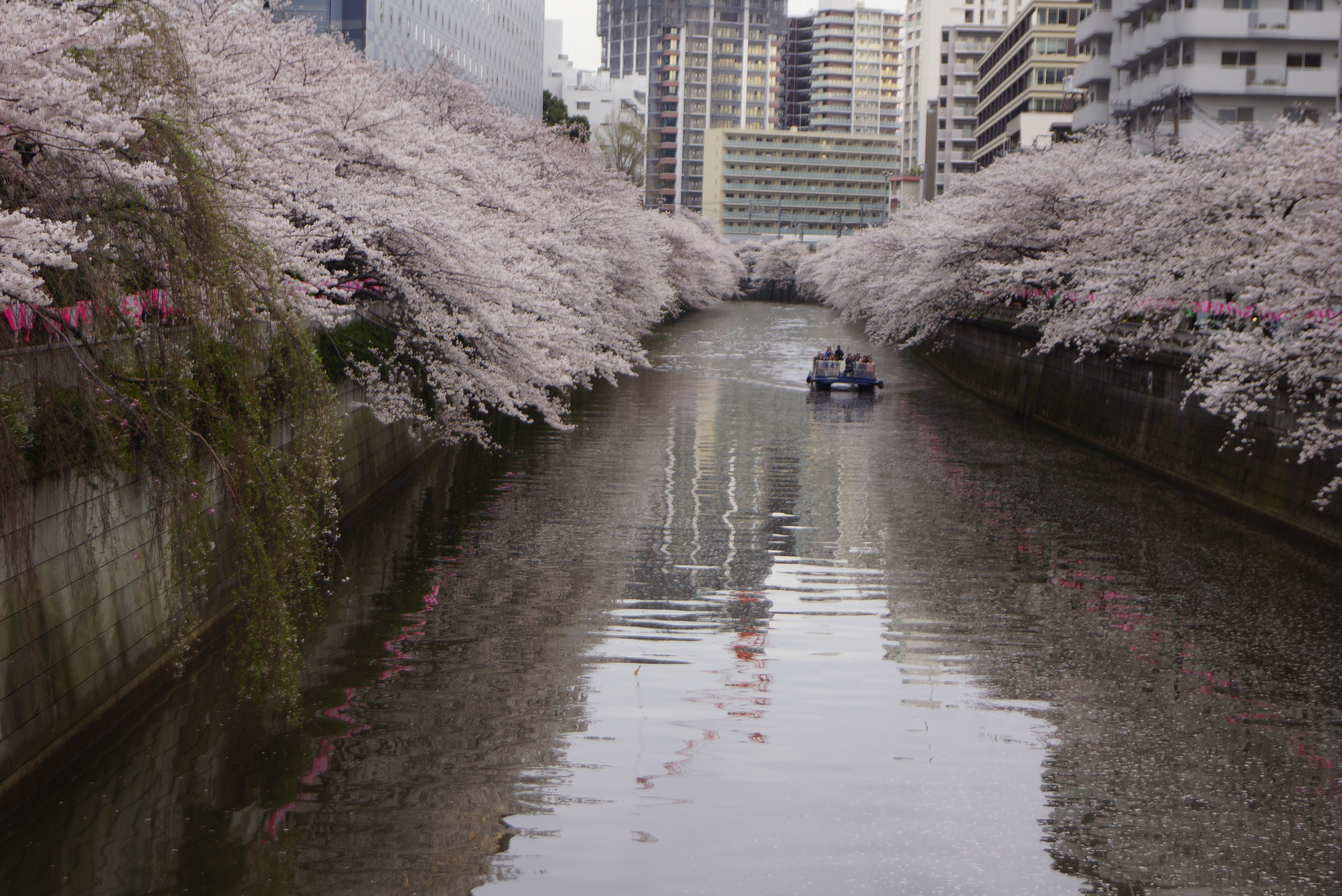 川の両側に広がる桜並木と遠くに見えるクルーザー