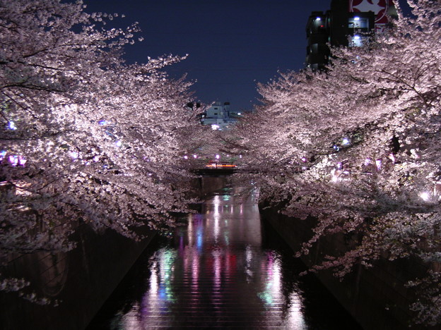 浅川の両側に広がるライトアップされた夜桜