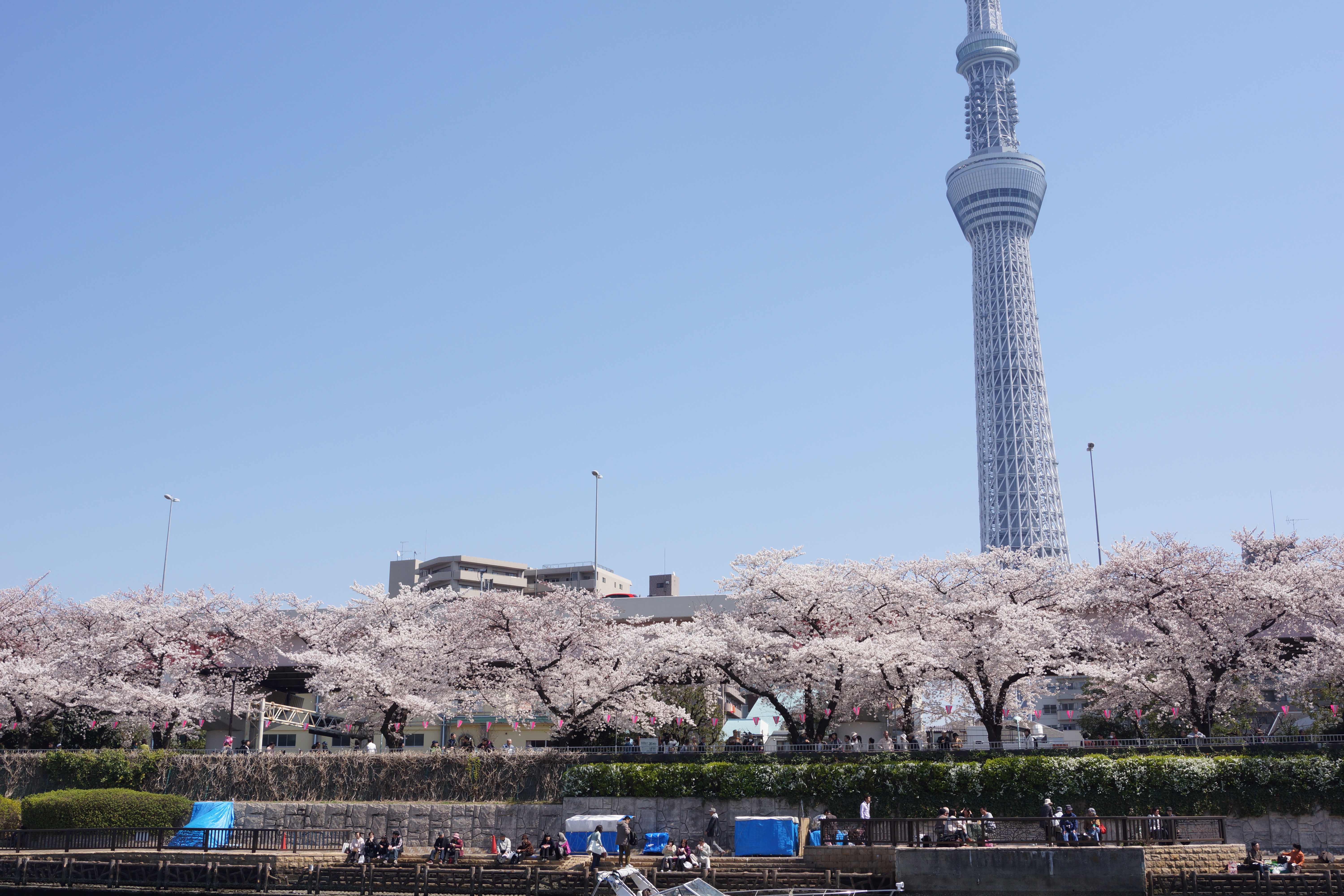東京スカイツリーと墨田公園の桜たち