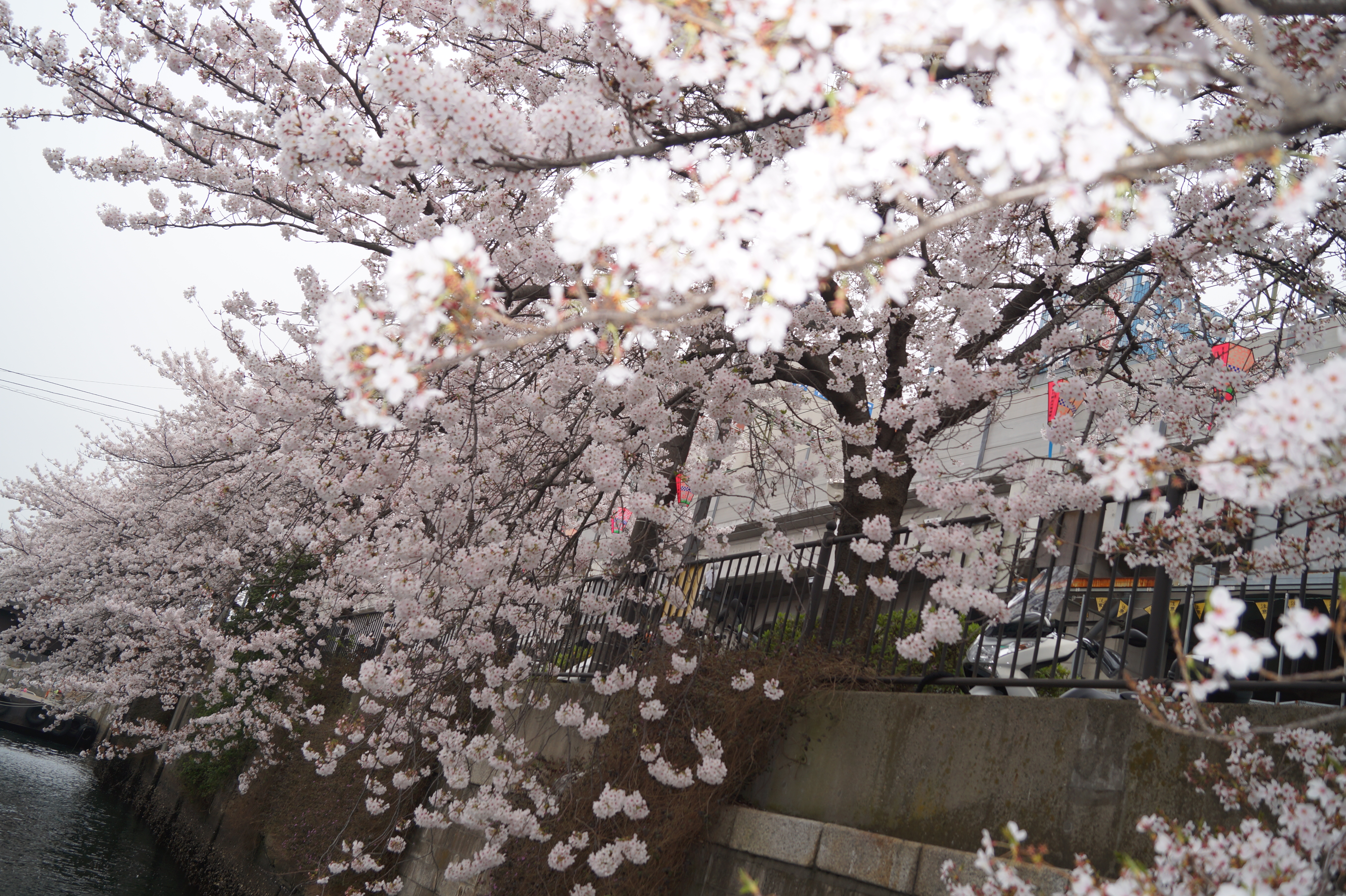 ローアングルから撮った桜並木の写真