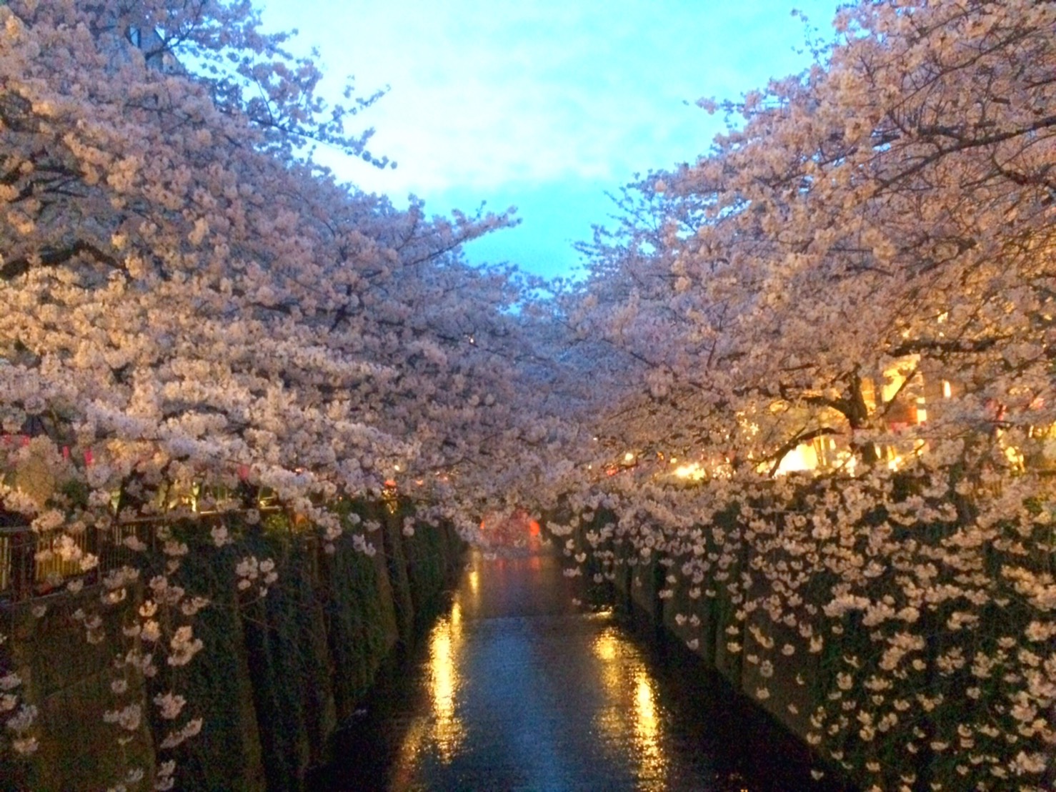 両岸に咲くライトアップされた桜