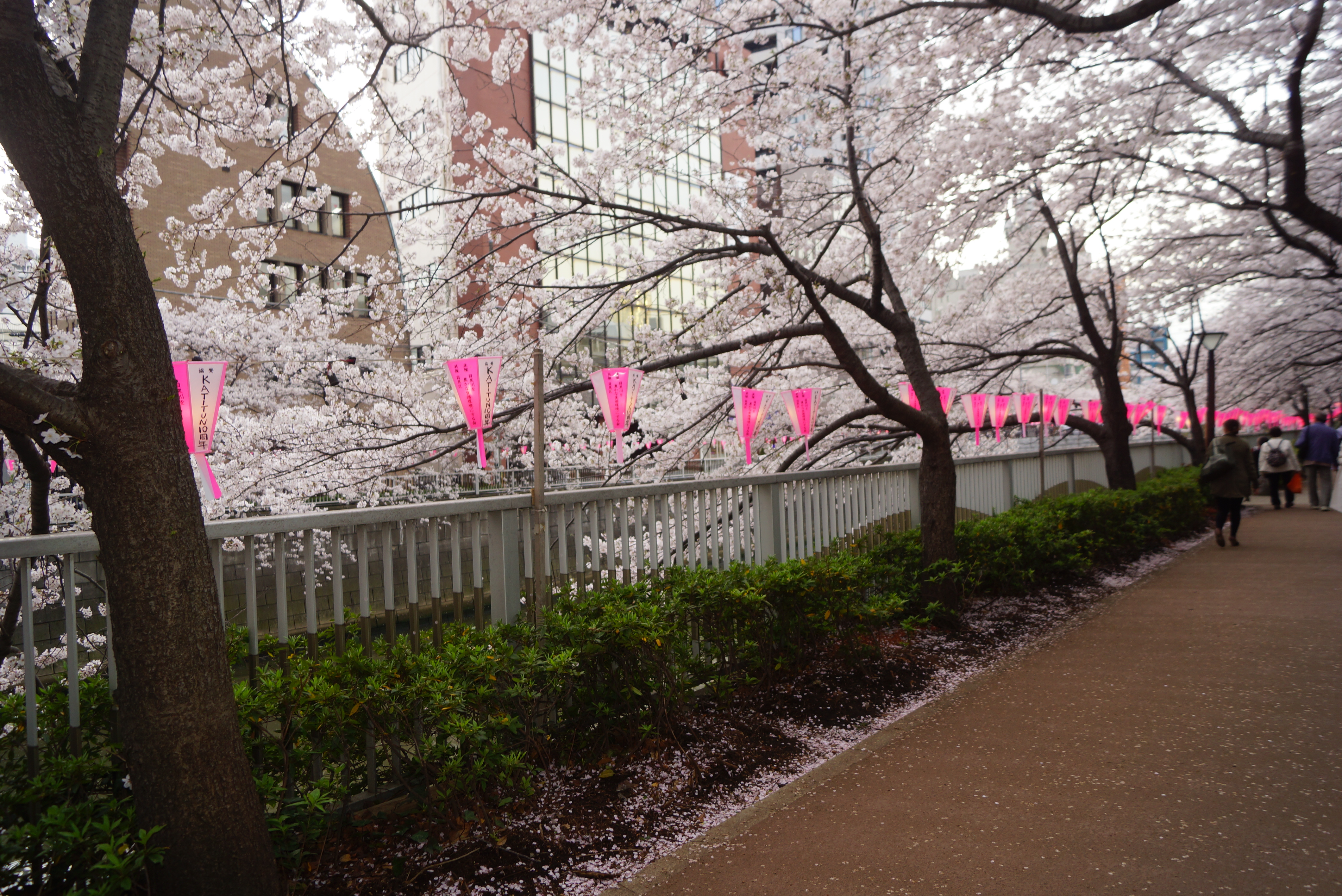 目黒川沿いの桜並木