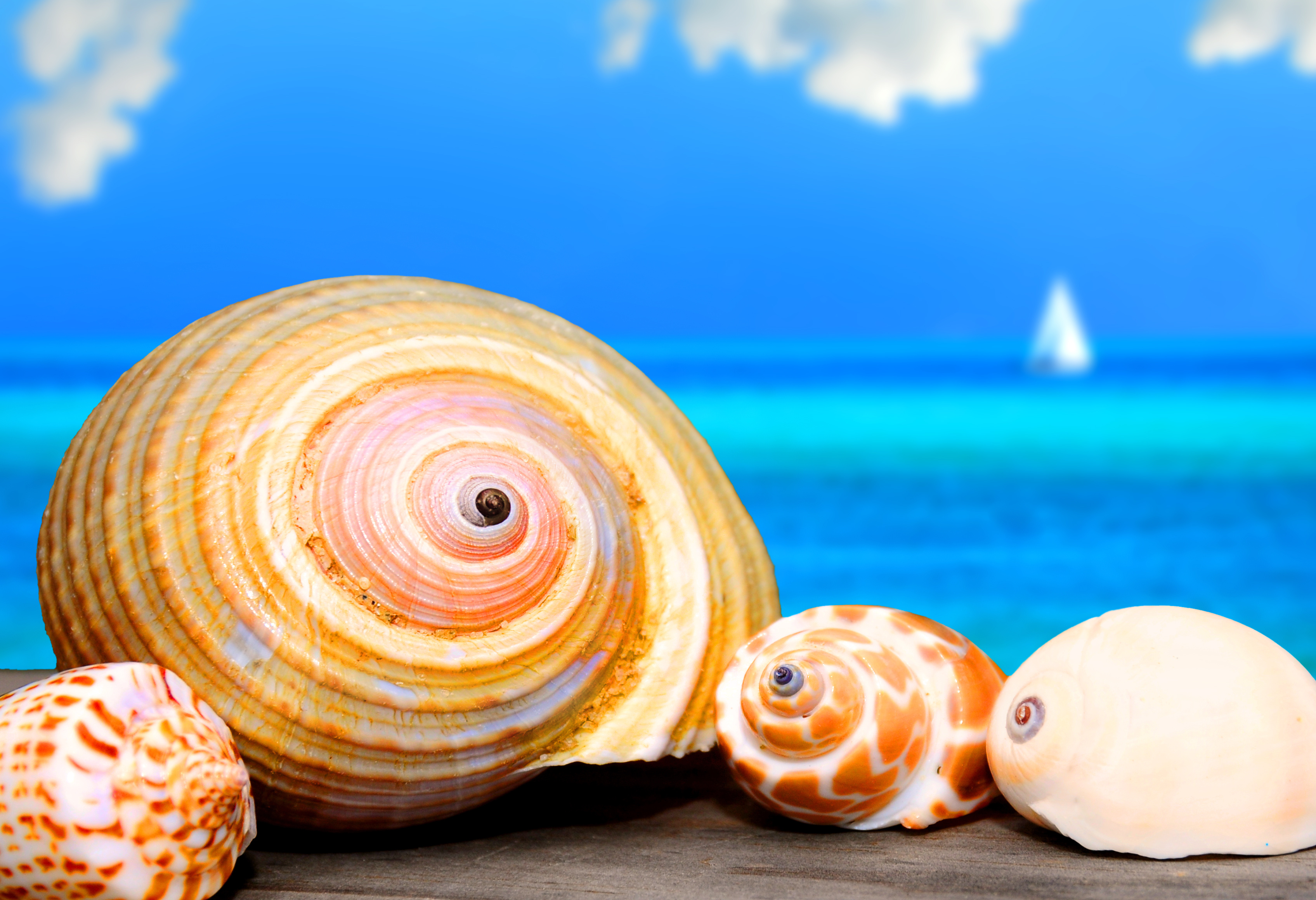 貝殻が青い海と空と一緒に写っている写真