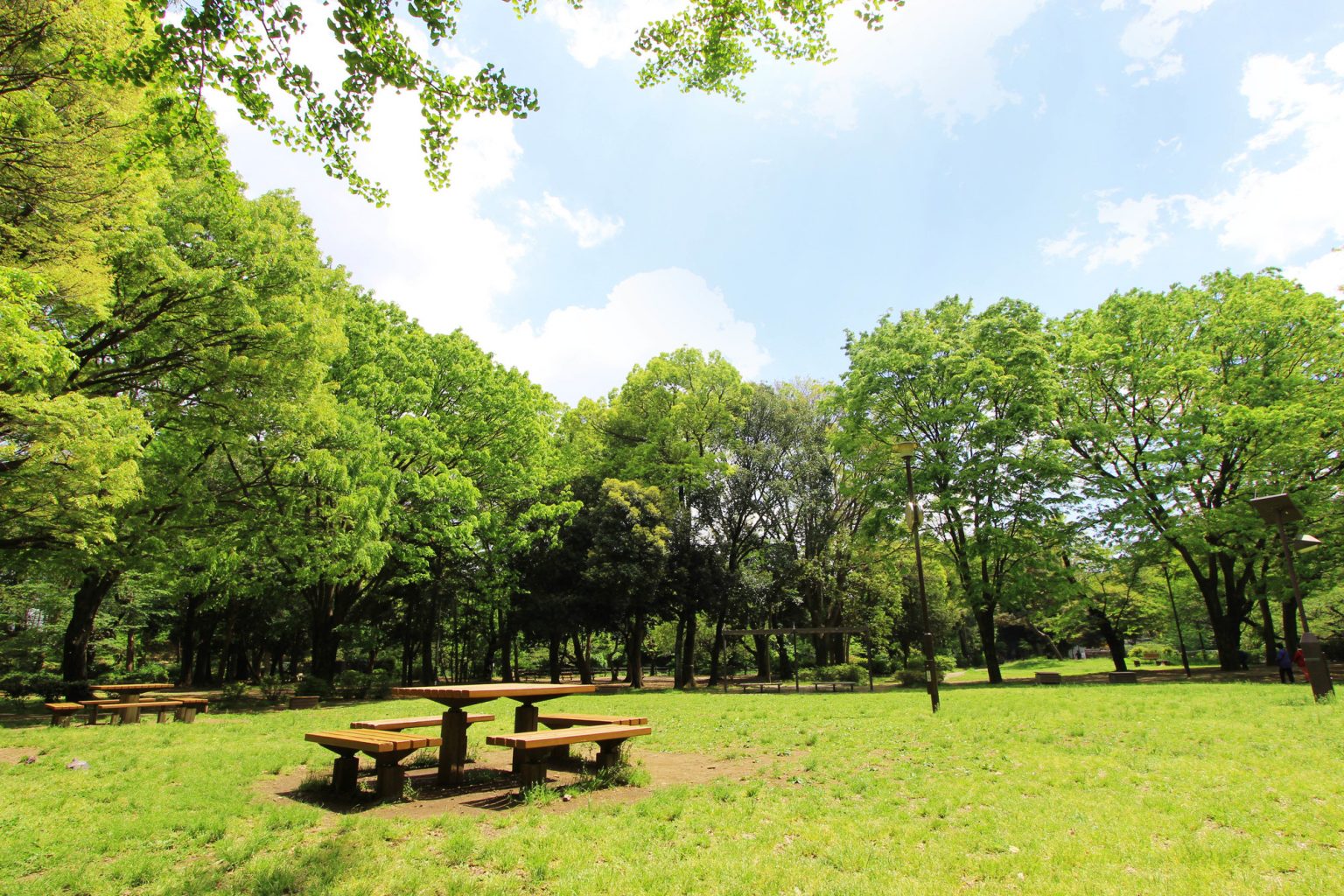 和田堀公園の新緑