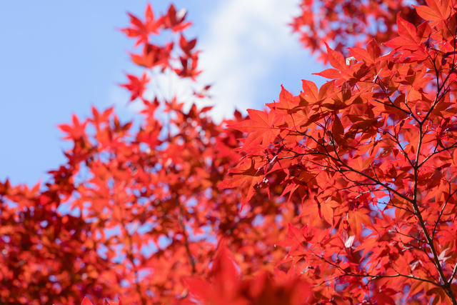 晴天と真っ赤な紅葉