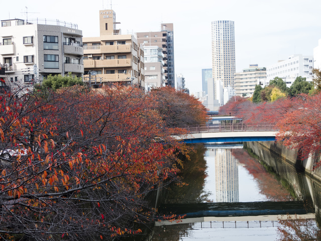 目黒川の紅葉