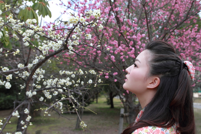 桜を眺める袴姿の女性