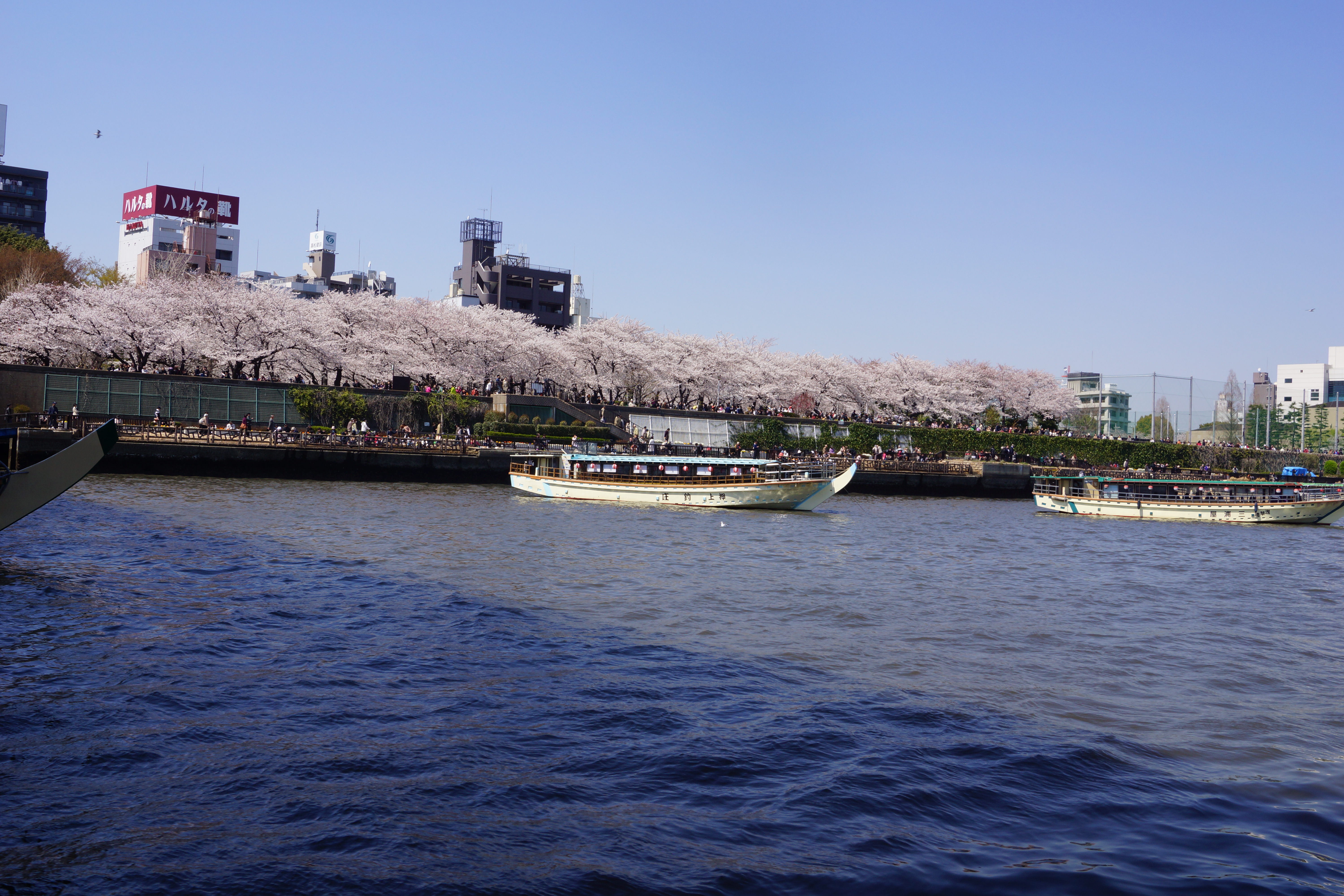 桜と屋形船