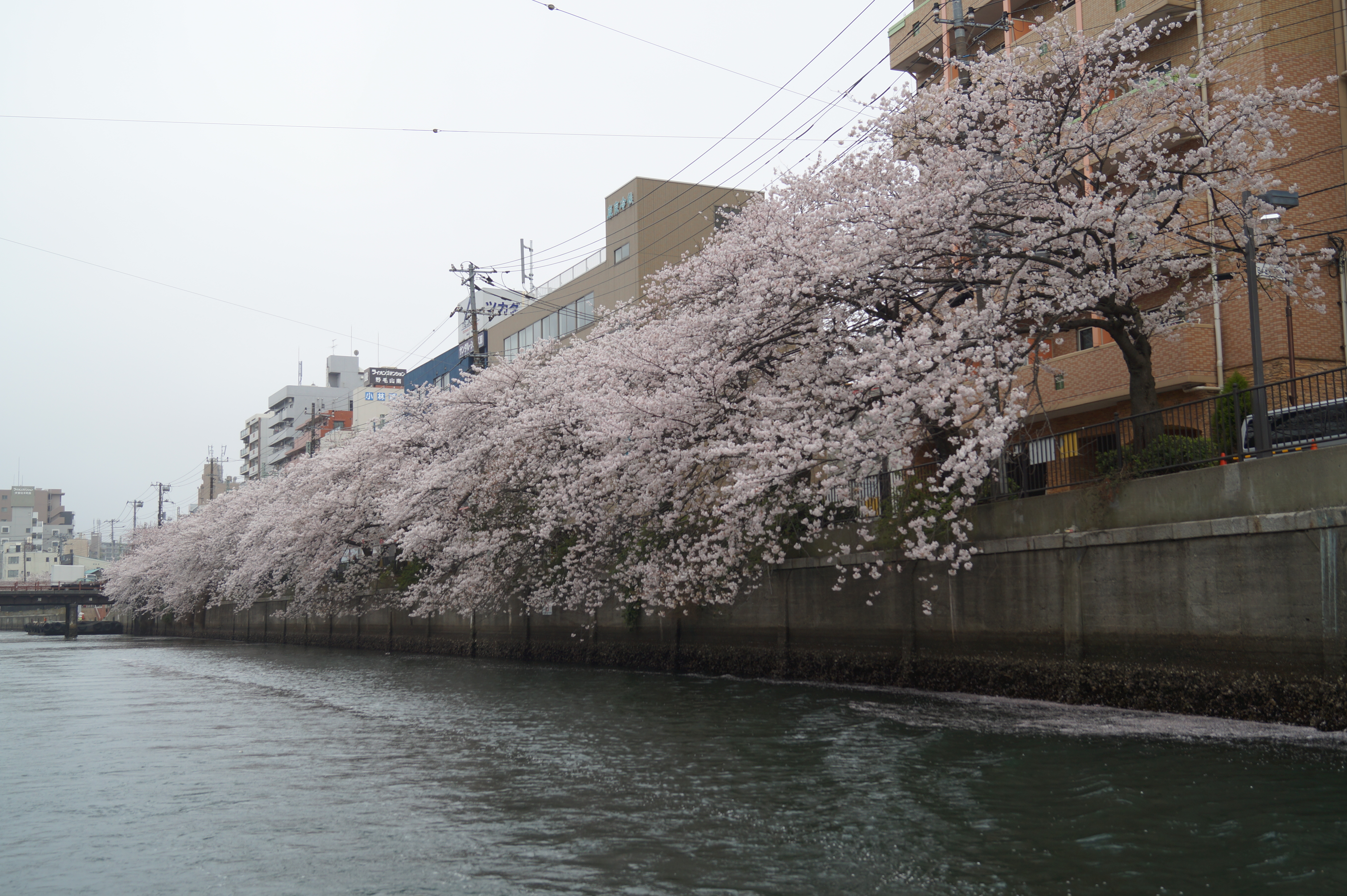 川沿いの桜