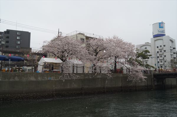 川から望む桜