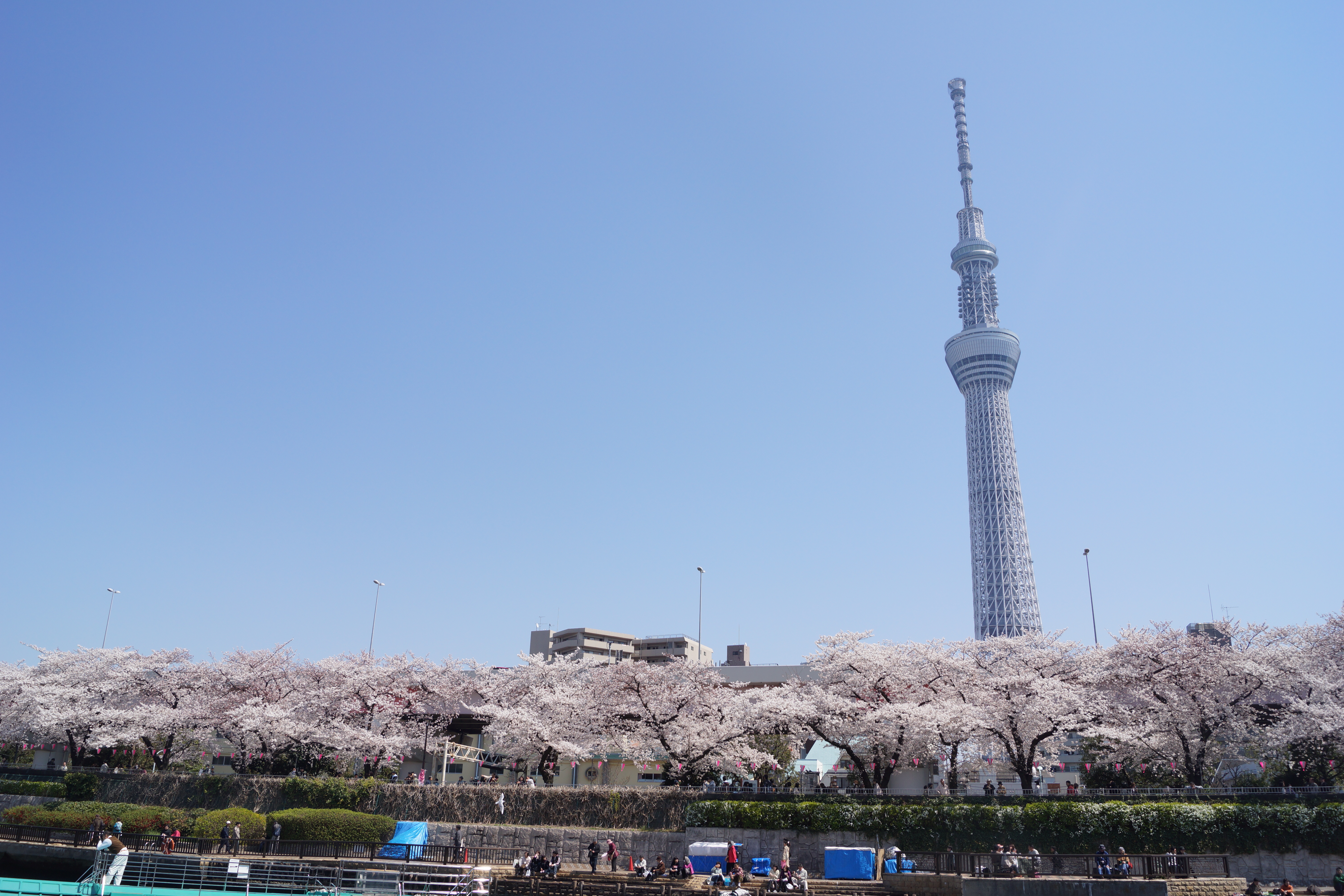 スカイツリーと桜