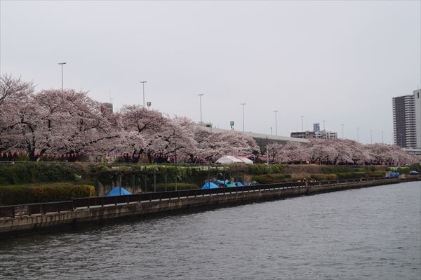 川から眺める桜並木