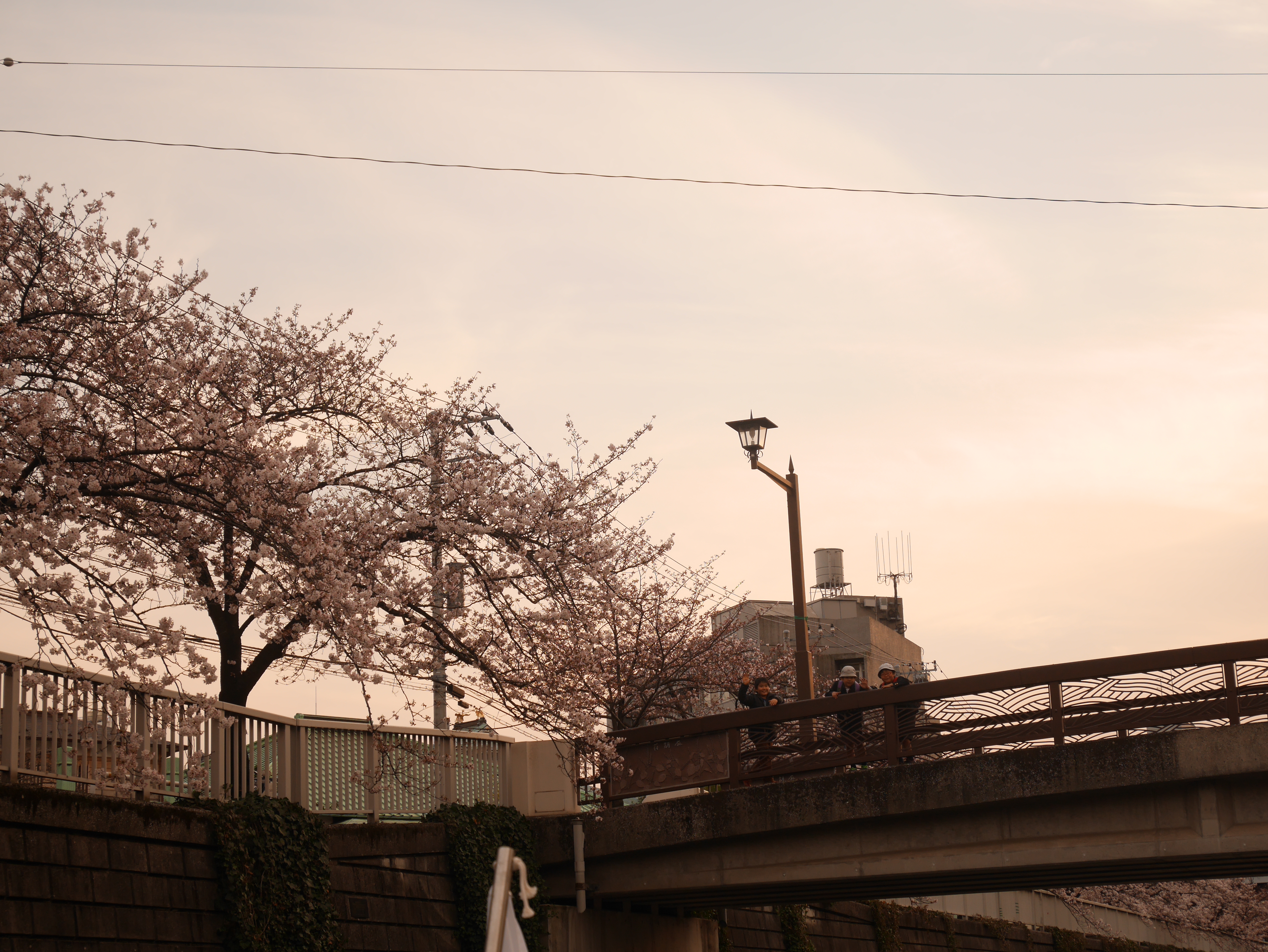 夕暮れどきの桜