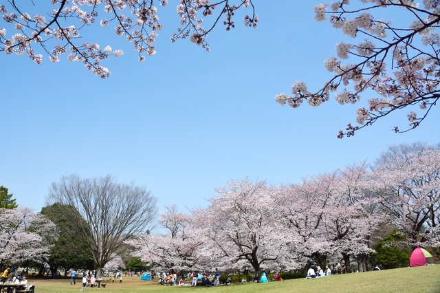 東京都内の桜の名所