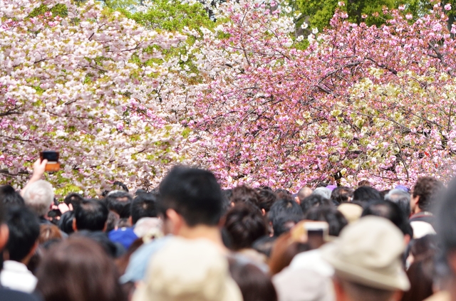 東京の桜と混雑状況イメージ