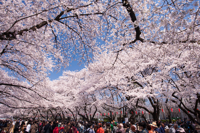 お花見のお祭り