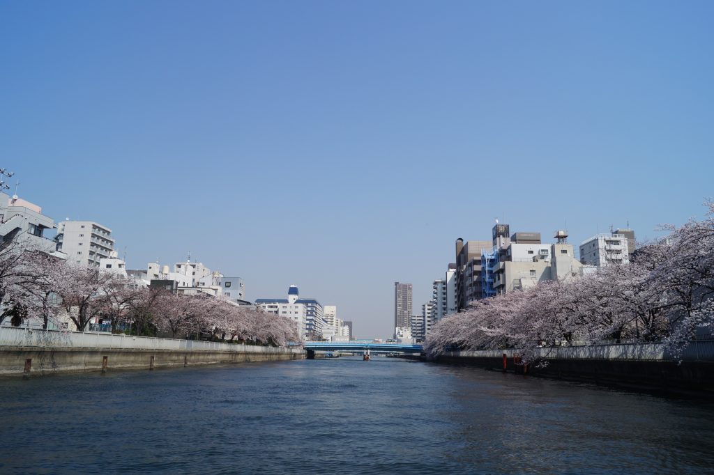 隅田川の桜