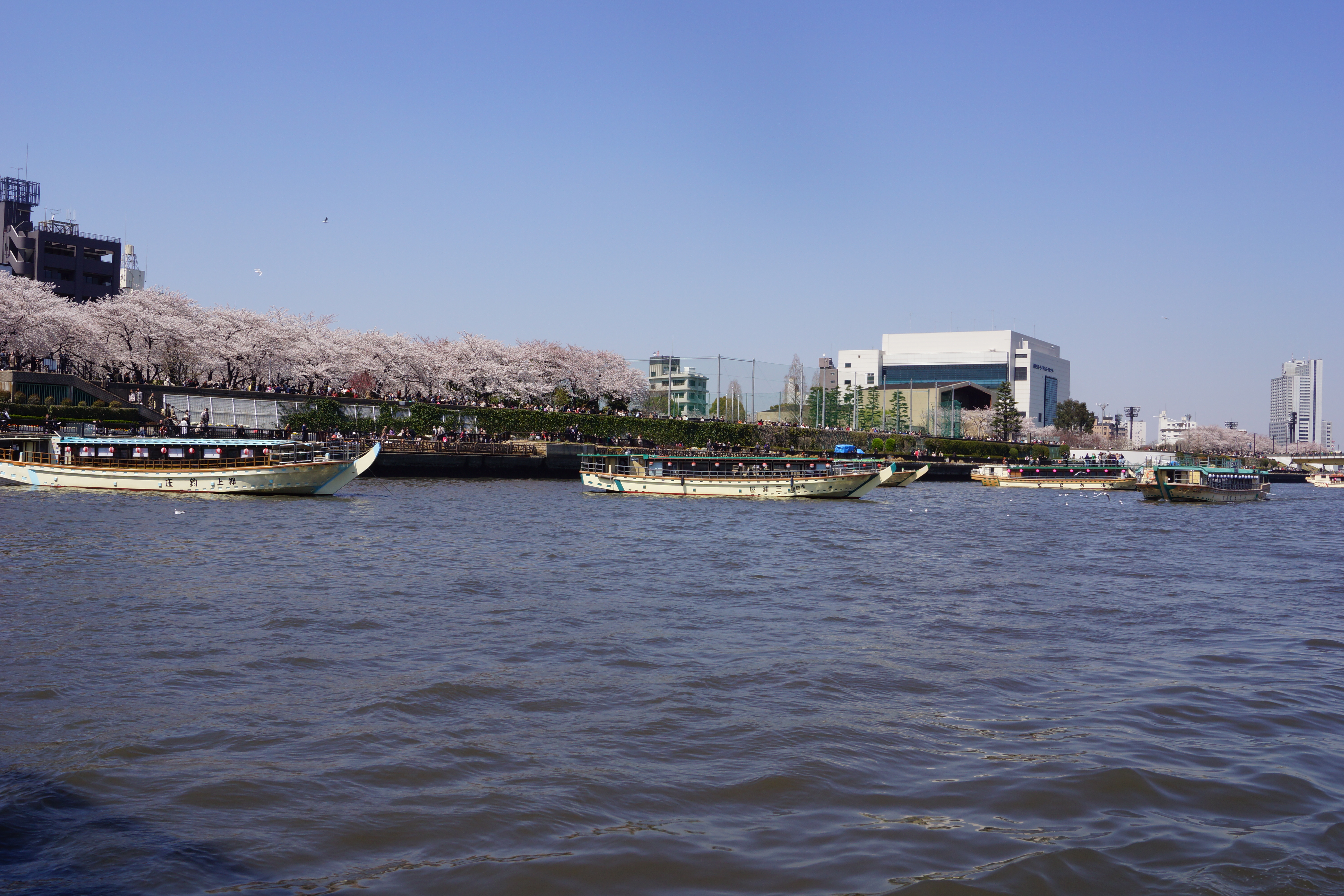 川岸のきれいな桜並木と数隻の屋形船