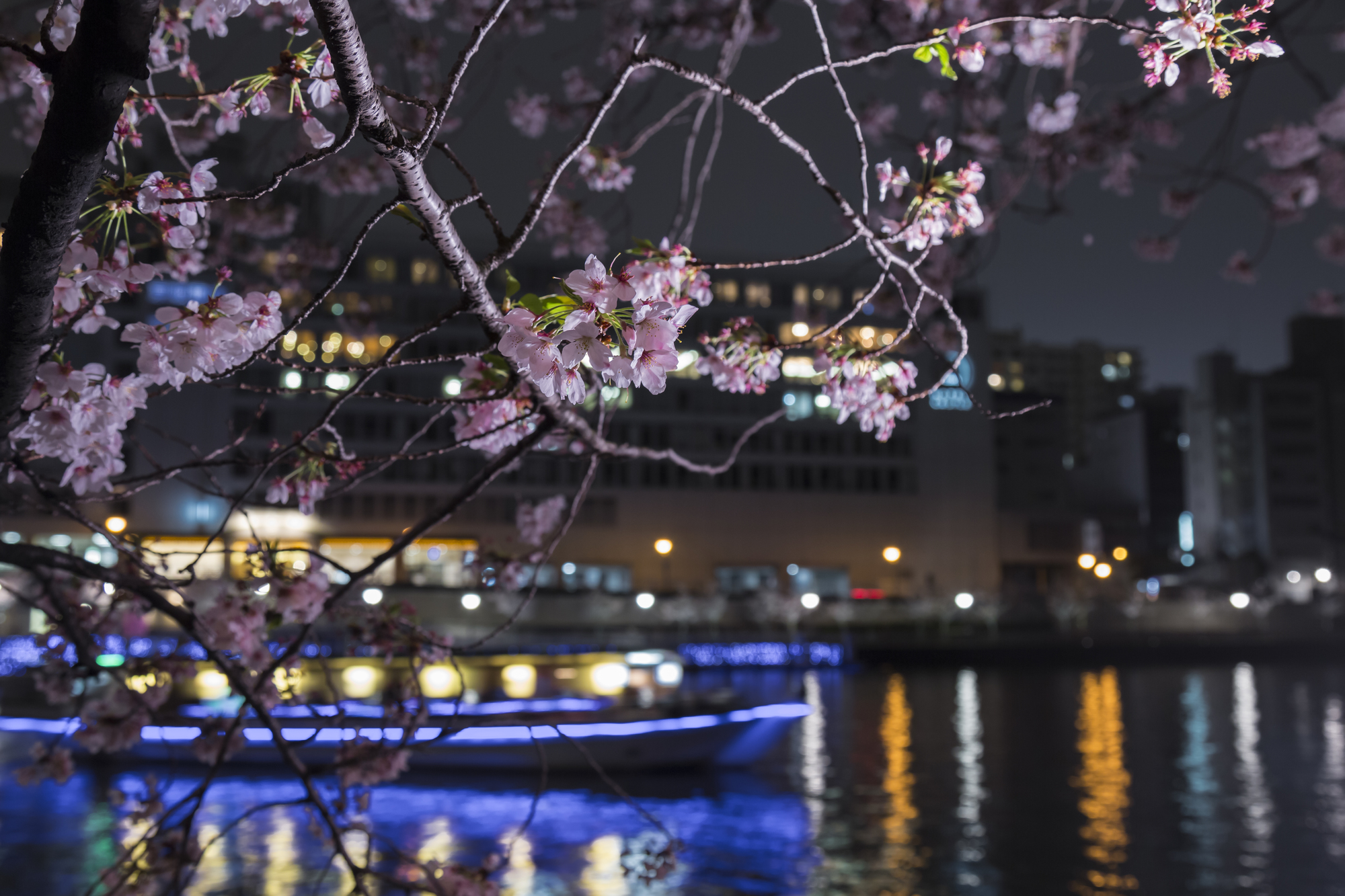 ライトアップされた屋形船と美しい夜桜