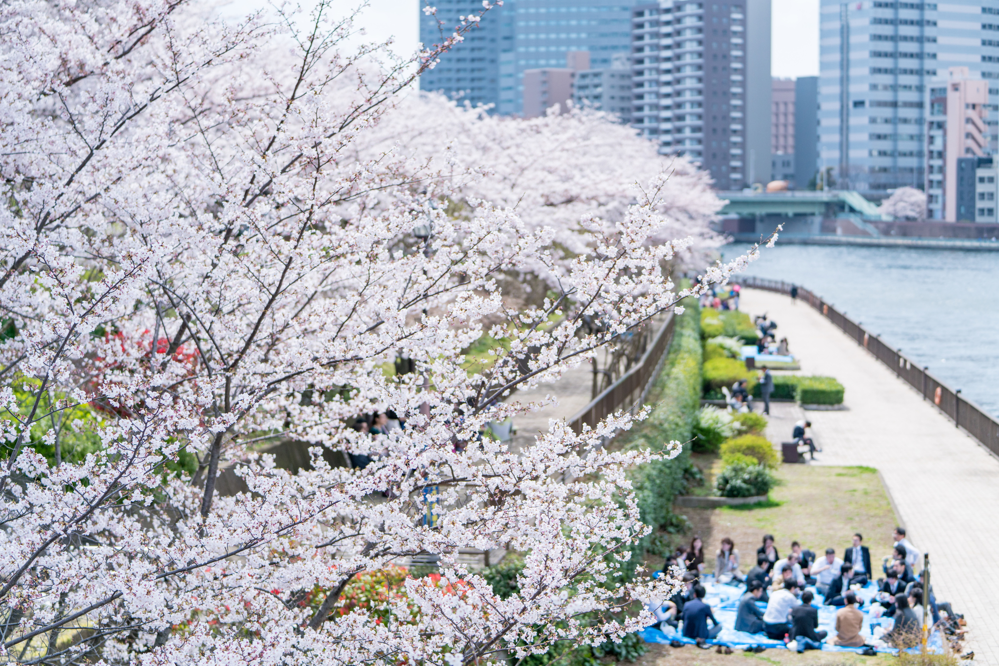 咲き誇る桜の下でお花見