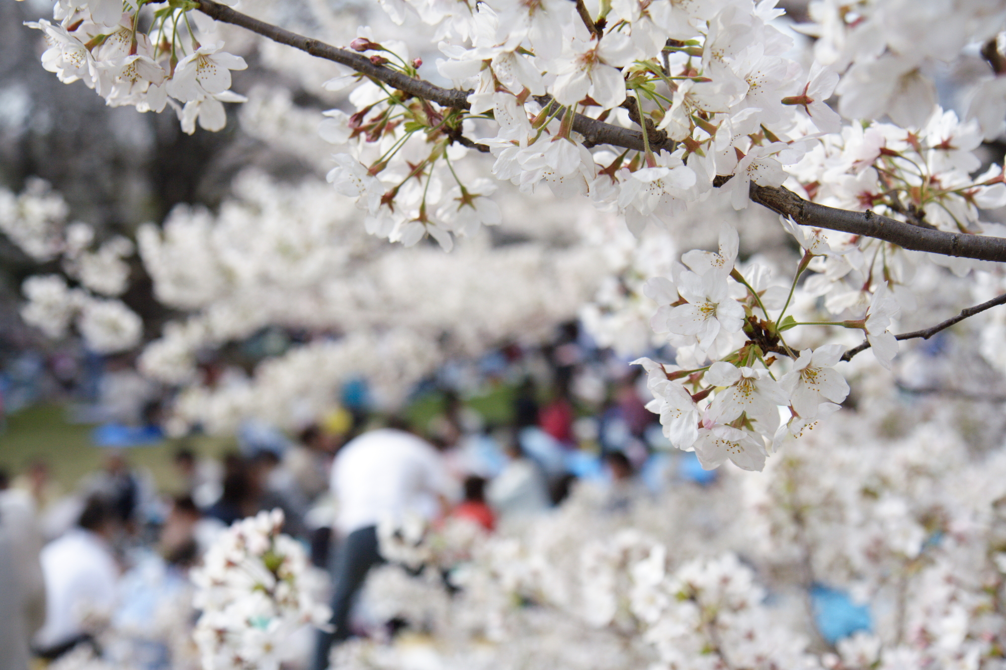 満開の桜とお花見を楽しむ人たち