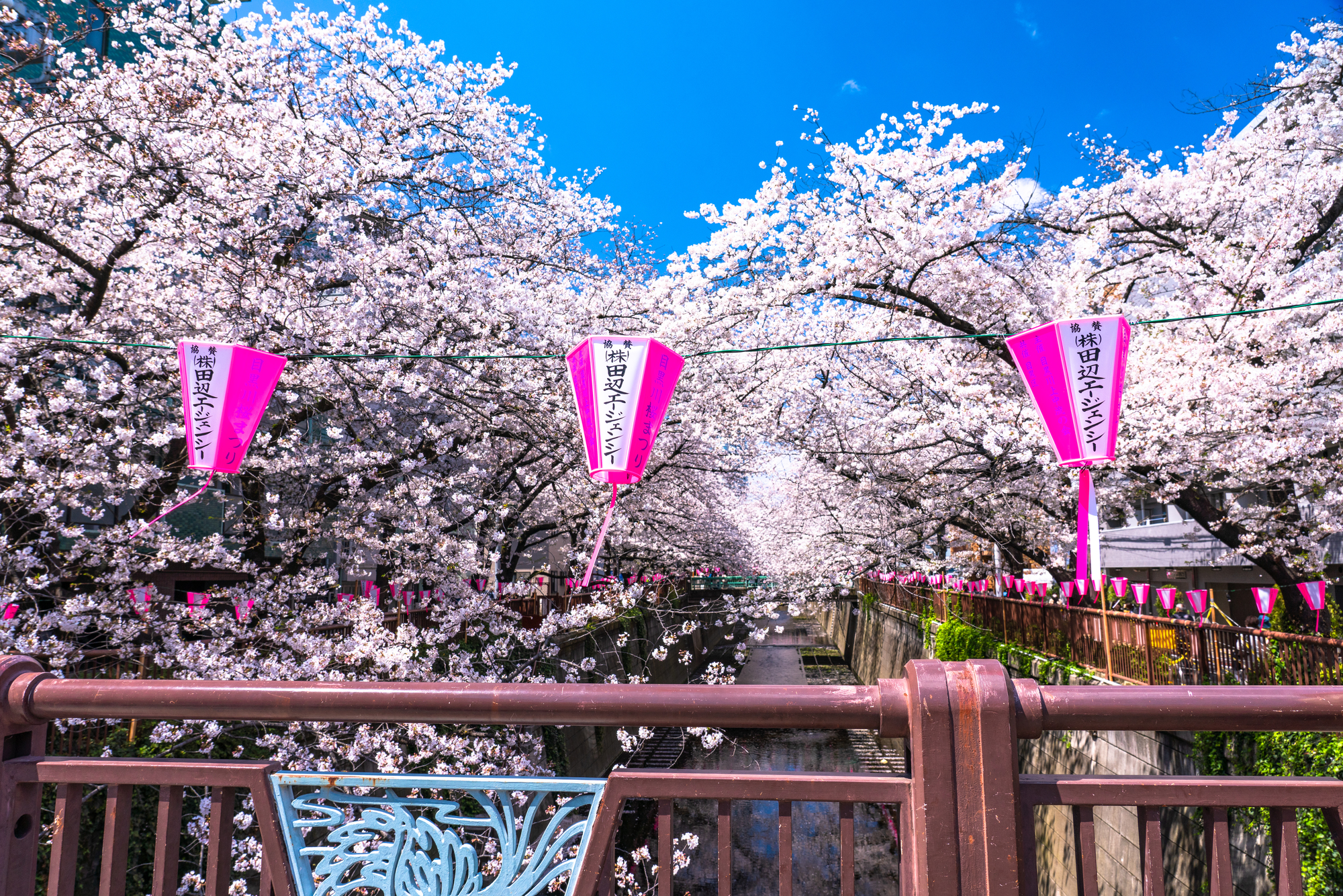 花見で大変なのは場所取り 幹事様の負担を減らすお花見クルージング クルージングナビ 貸切クルージングなら東京湾アニバーサリークルーズ