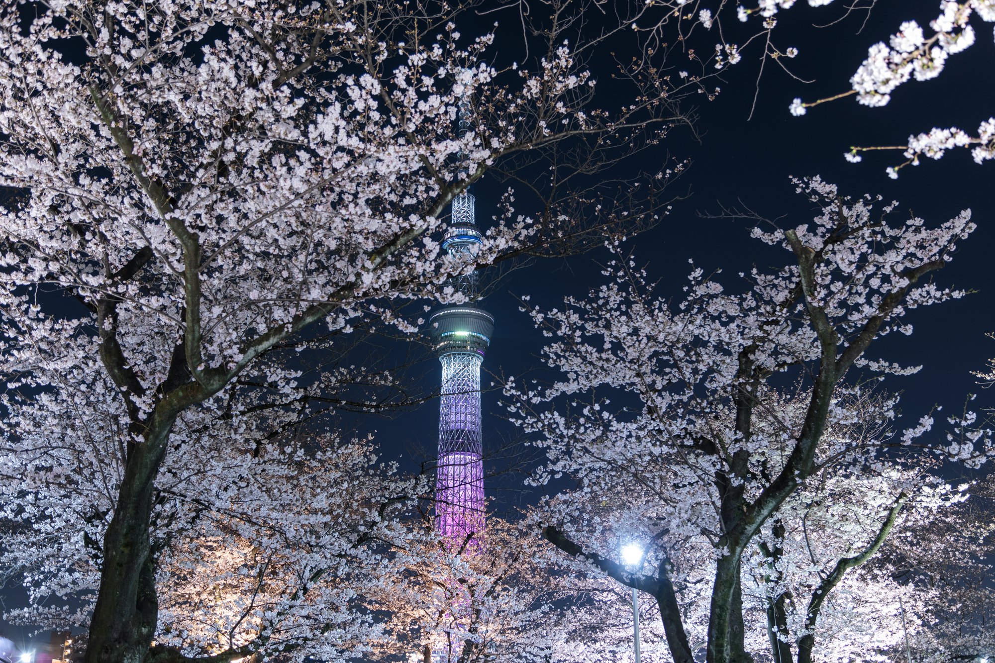 ライトアップされた夜の桜とスカイツリー