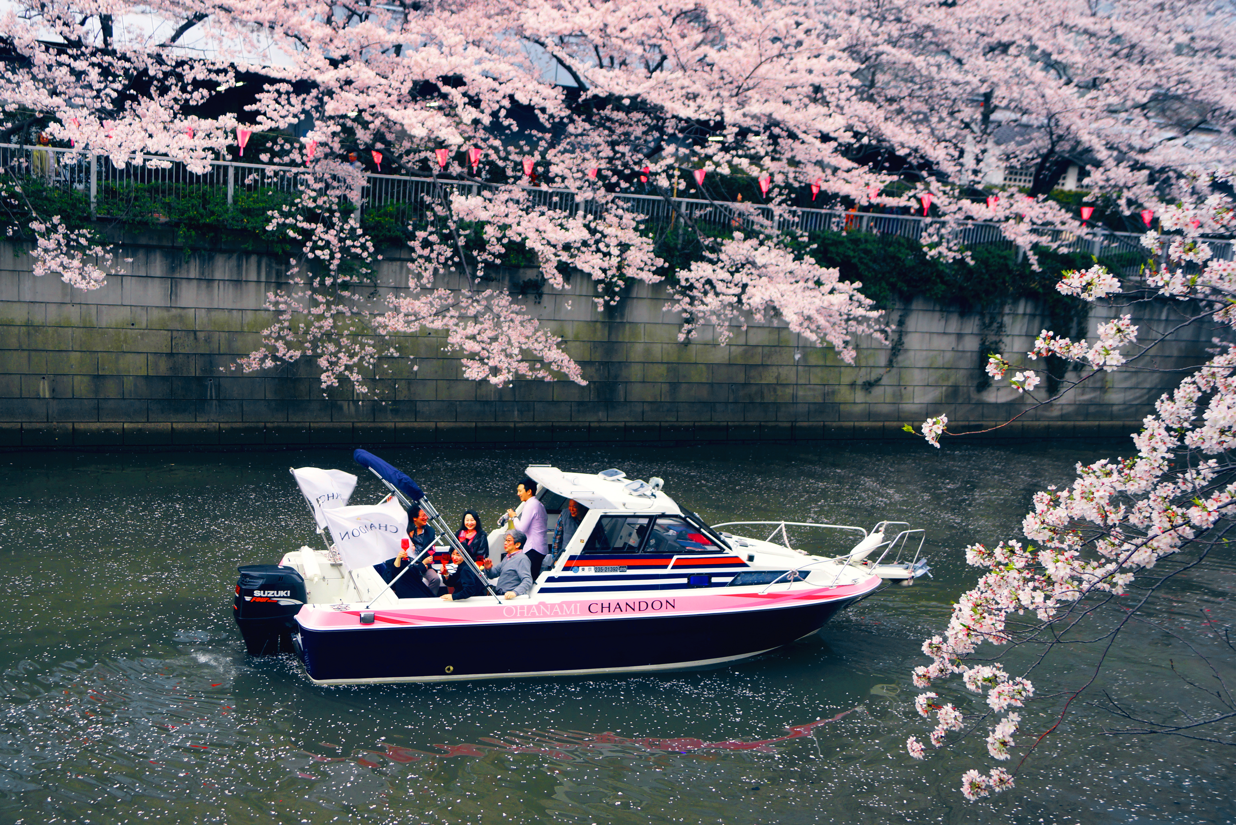 お花見には桜をバックにすてきな写真を 混雑知らずの船上で撮り放題 クルージングナビ 貸切クルージングなら東京湾アニバーサリークルーズ