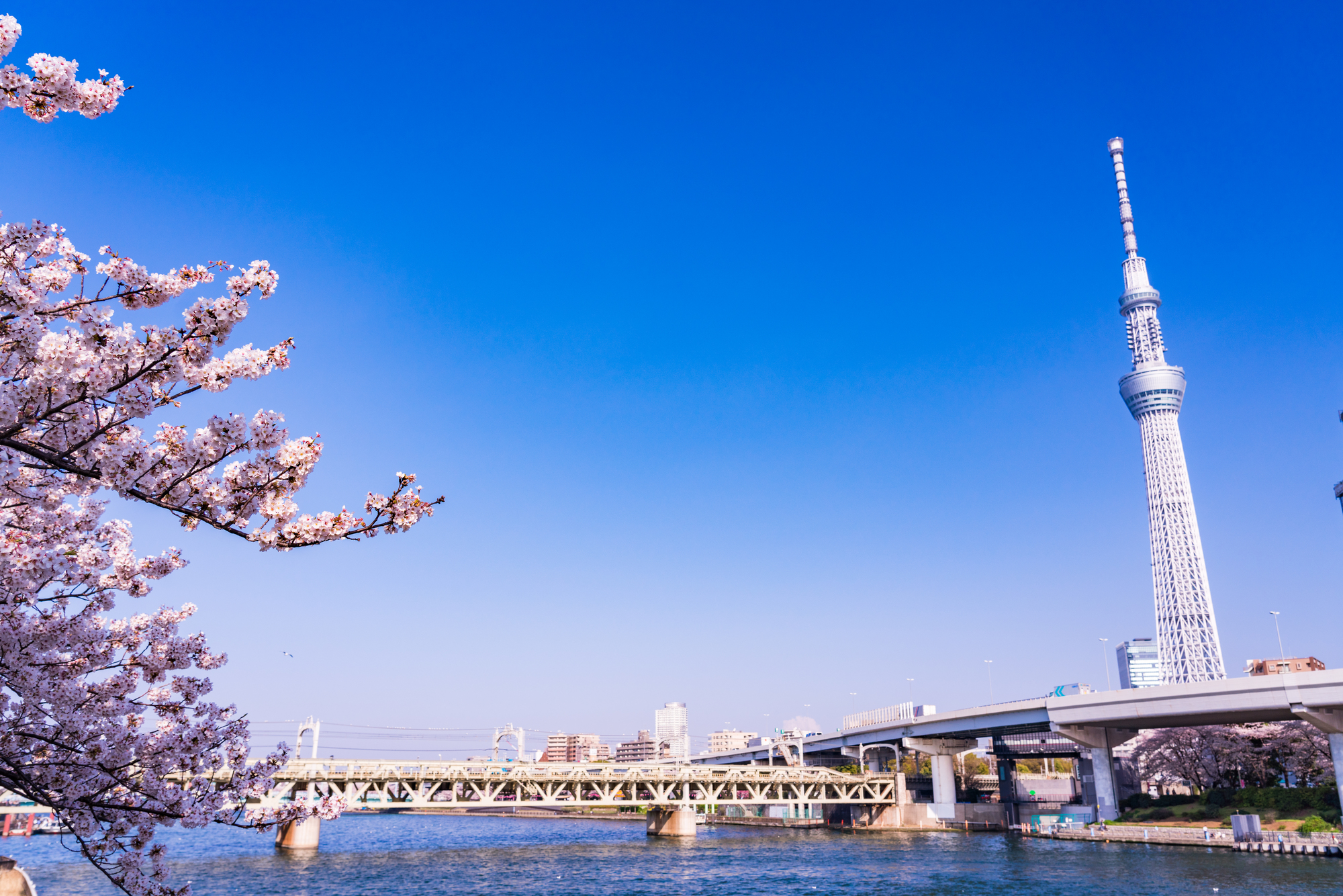 隅田川の桜とスカイツリー