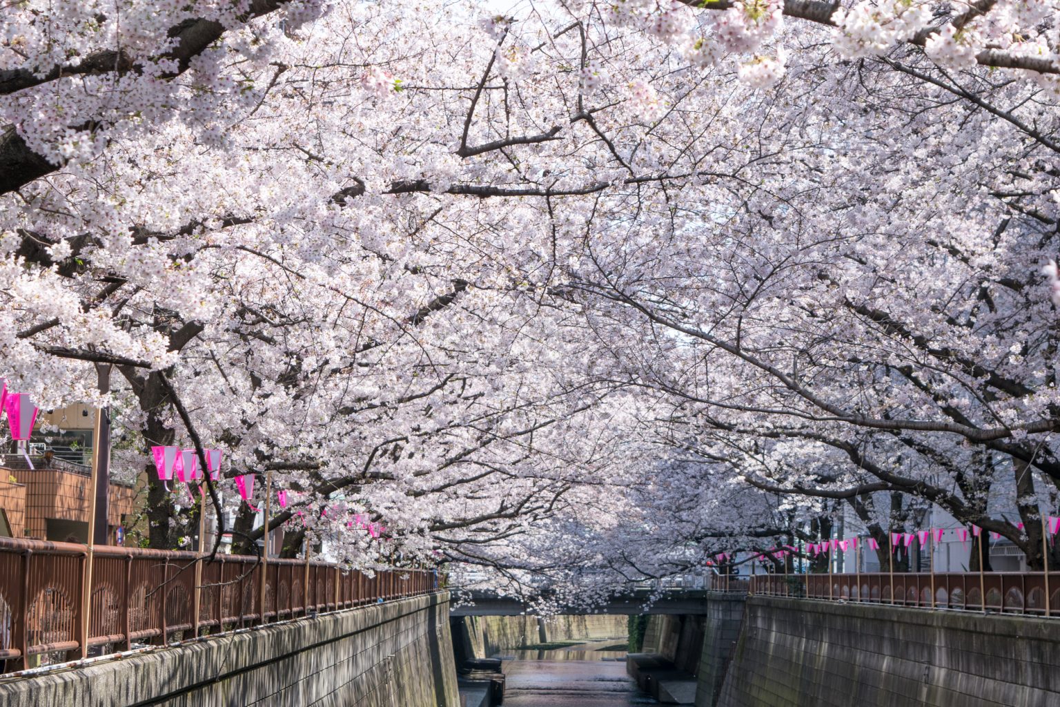 目黒川の桜