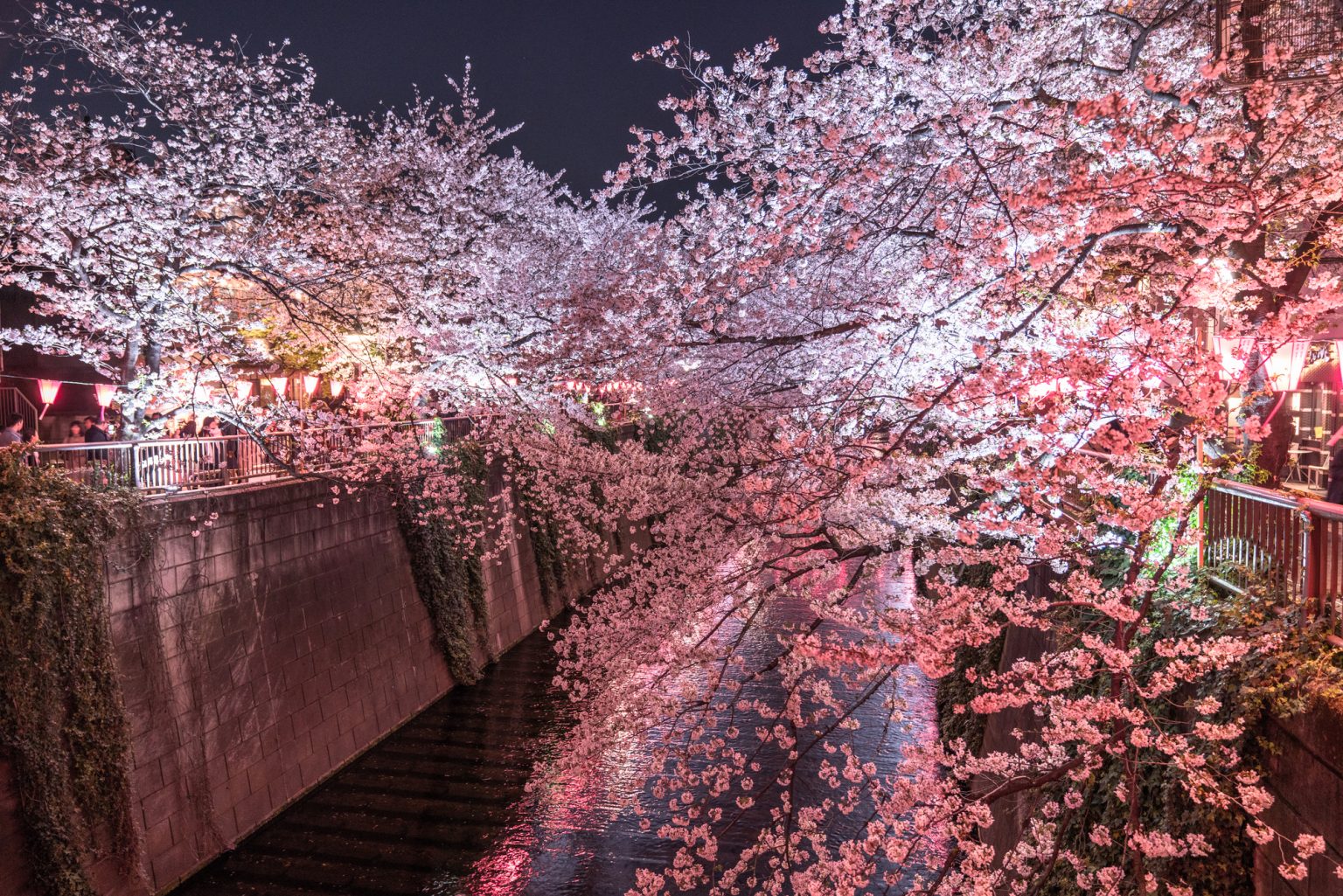目黒川と夜桜で幻想的な風景