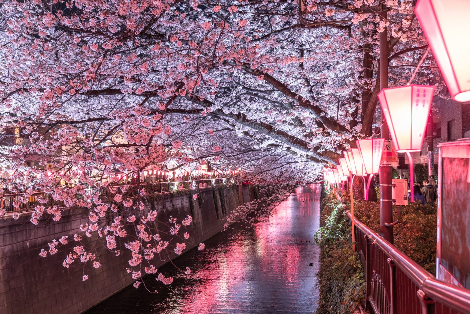目黒川の桜とクルージング