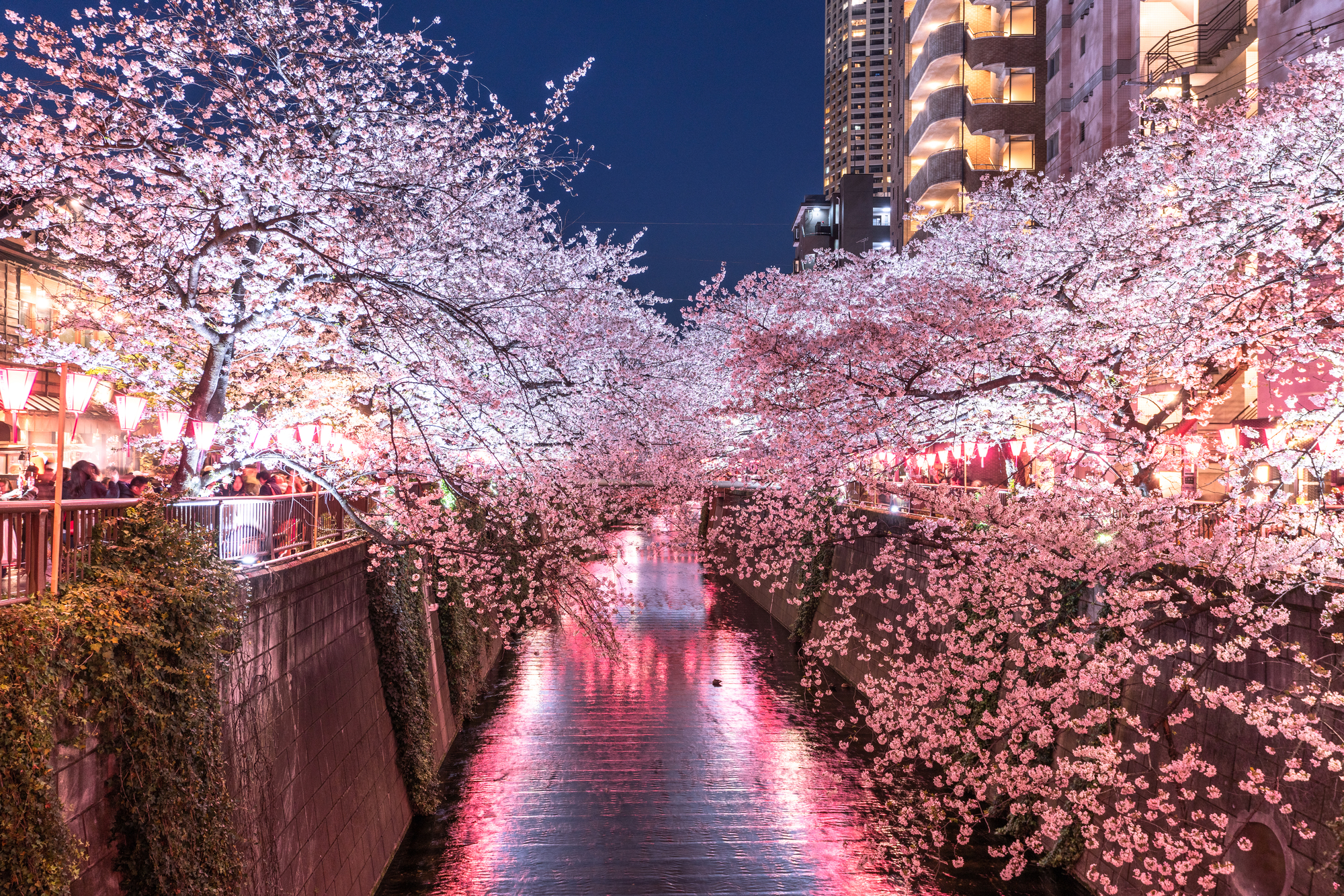 ライトアップされた目黒川の桜