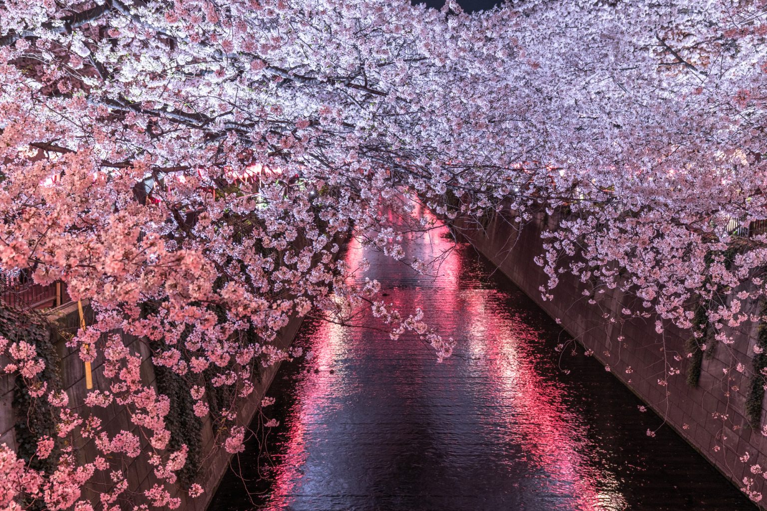 綺麗に咲く桜と目黒川