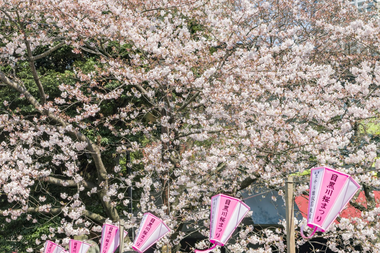 桜まつりの開催の様子