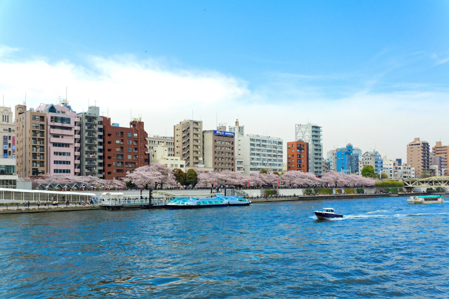 都心にある隅田川と桜の景色