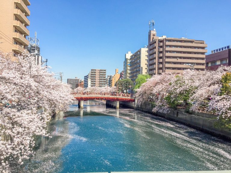 大岡川の満開の桜