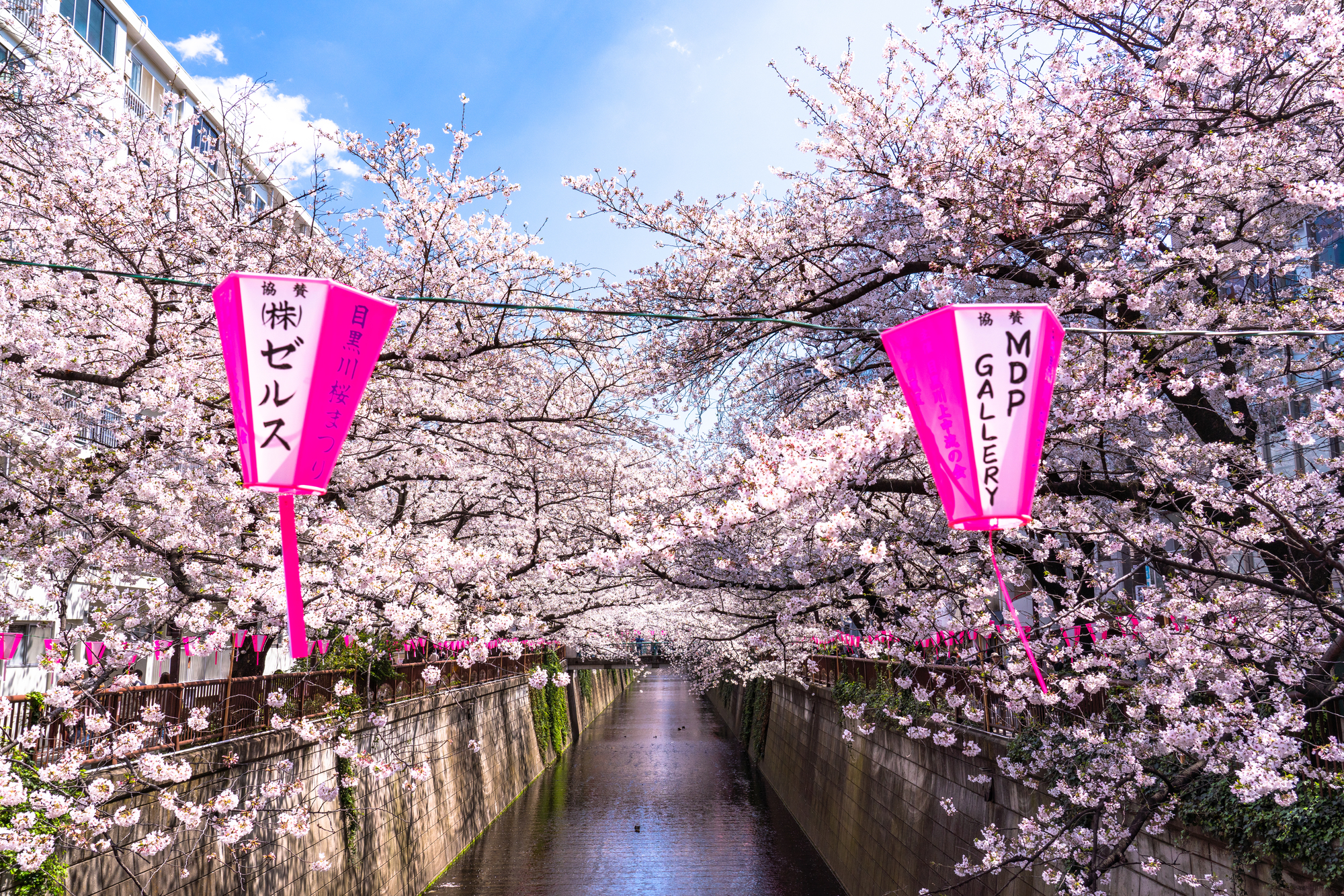 花見と目黒川とお祭り