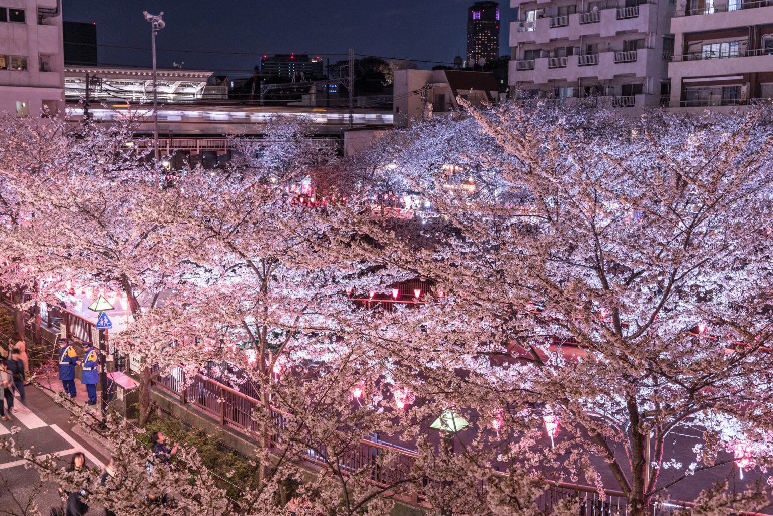 満開に彩る目黒川の桜